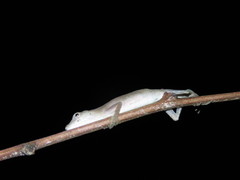 Anolis fuscoauratus