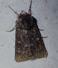 Acronicta euphorbiae