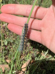 Malacosoma constricta