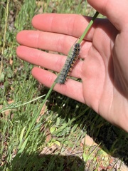 Malacosoma constricta