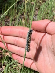 Malacosoma constricta