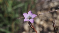 Gilia diegensis