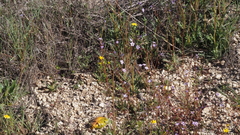 Gilia diegensis