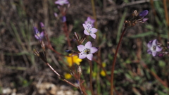 Gilia diegensis