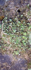 Cladonia pityrophylla