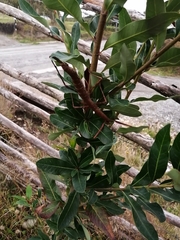 Heteronemia