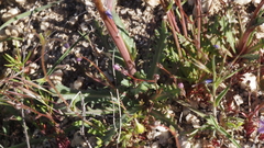 Gilia diegensis