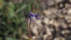 Gilia diegensis