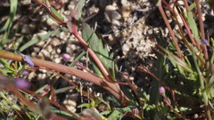 Gilia diegensis