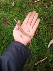 Heteronemia