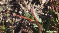Gilia diegensis