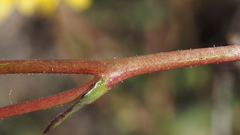Gilia diegensis