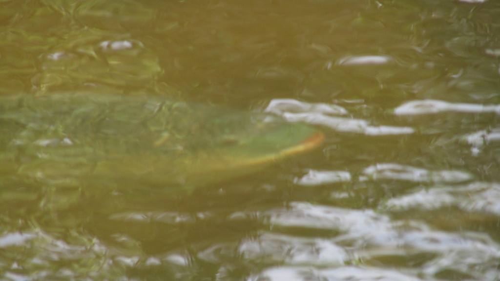 Blue Tilapia from Orange County, FL, USA on March 15, 2022 at 0218 PM