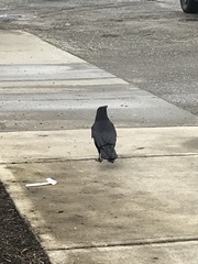 Corvus brachyrhynchos