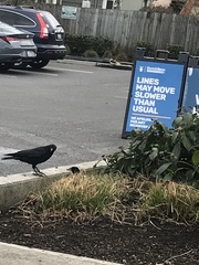 Corvus brachyrhynchos