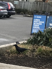 Corvus brachyrhynchos