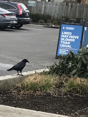 Corvus brachyrhynchos