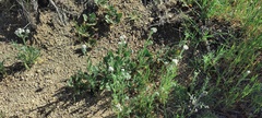 Cryptantha intermedia intermedia