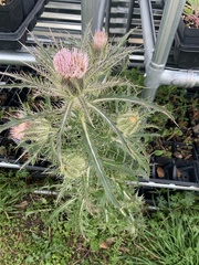 Cirsium horridulum