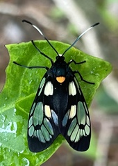 Trypanophora