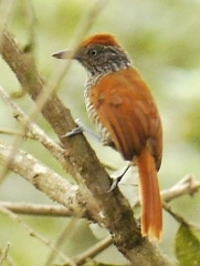 Thamnophilus palliatus