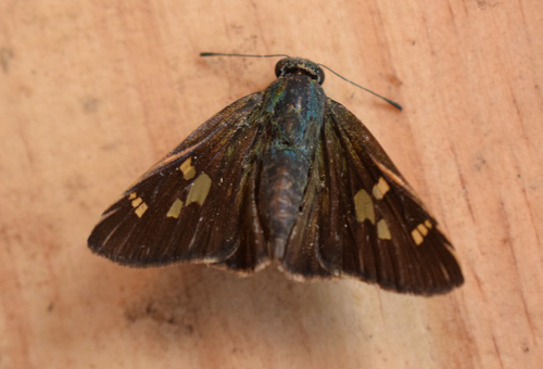 Corusca Skipper