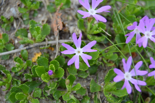 Primula minima (Primula minima)