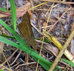 Torbenlarsenia gemella