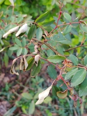 Rose rosette emaravirus