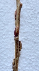 Salix udensis