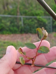 Rose rosette emaravirus