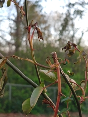 Rose rosette emaravirus