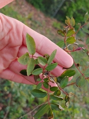 Rose rosette emaravirus