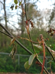 Rose rosette emaravirus