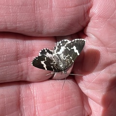 Trichodezia californiata