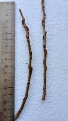 Salix udensis
