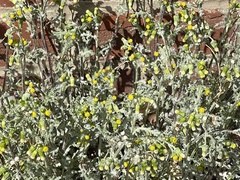 Senecio vulgaris
