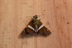 Oxynthes corusca