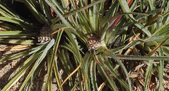 Fascicularia bicolor bicolor