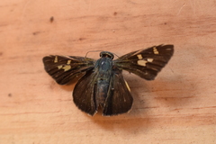 Oxynthes corusca