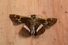 Oxynthes corusca