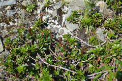 Rhododendron kotschyi