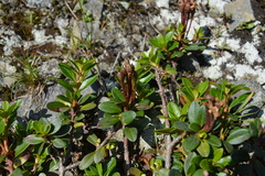 Rhododendron kotschyi