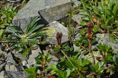 Rhododendron kotschyi