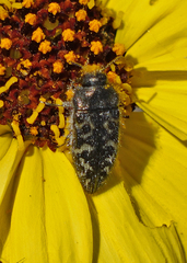 Acmaeodera acuta
