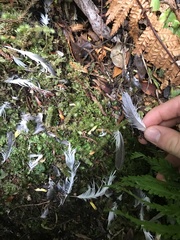 Pterodroma inexpectata