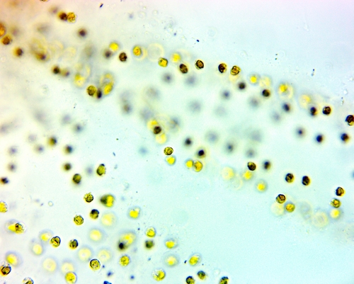 Actinotrichia observed 2022-03-17