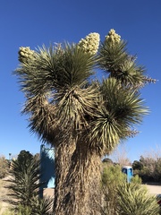 Yucca brevifolia