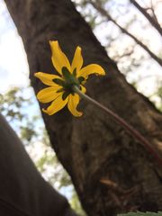 Perymenium buphthalmoides