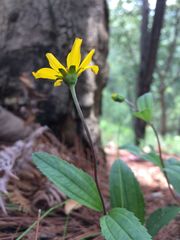 Perymenium buphthalmoides